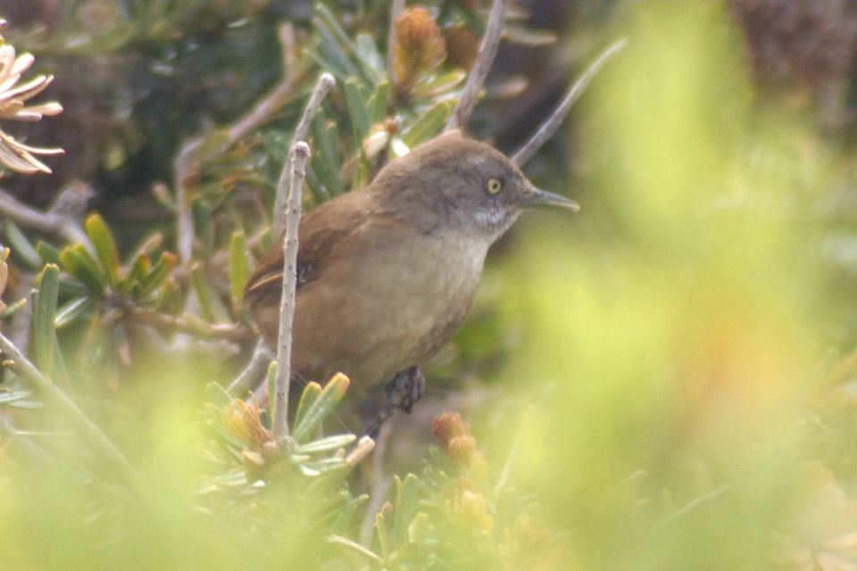 Tasmanian Scrubwren (Sericornis humilis)